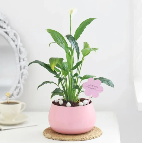 Blushing Pink Rose Prosperity Bouquet Fresh pink rose bouquet for birthday and celebration gift