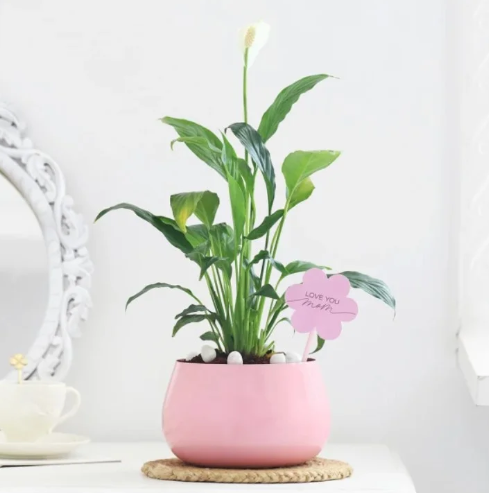 Blushing Pink Rose Prosperity Bouquet 2