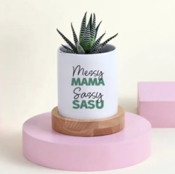 Haworthia succulent duo planter for indoor decor