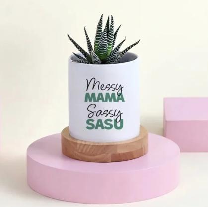 Haworthia Succulent Duo Planter Haworthia succulent duo planter for indoor decor