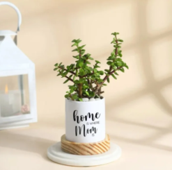 Jade plant gift for home decor and gifting