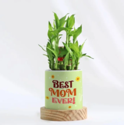 Lucky bamboo duo plant gift for home decor