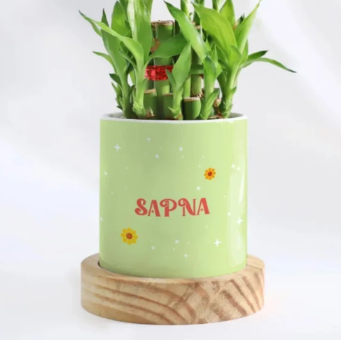 Lucky Bamboo Duo Plant Gift 2