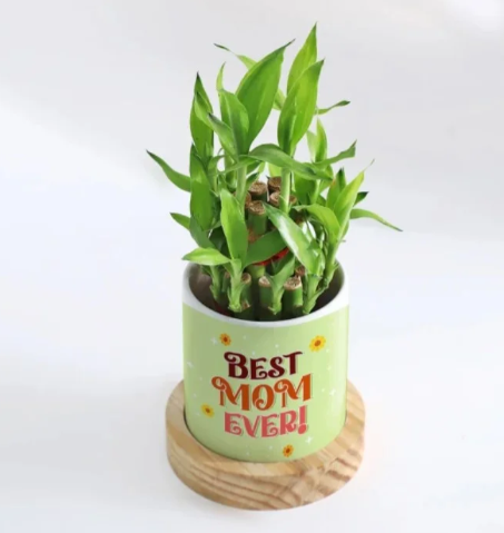 Lucky Bamboo Duo Plant Gift 3