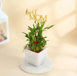 Lucky bamboo plant gift for mom in decorative pot