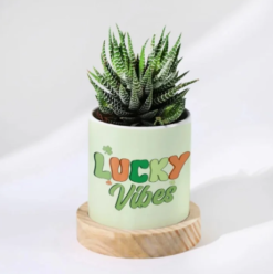 Personalized haworthia succulent planter gift for home decor