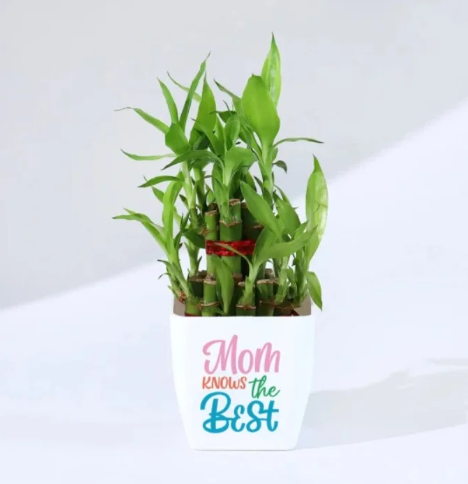 Personalized Indoor Plant Gift Set 4