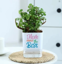 Self watering jade plant gift for mom in decorative planter