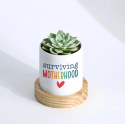 Decorative succulent garden indoor plant gift