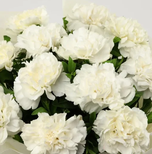 Majestic Carnation Bloom Bouquet 2