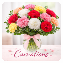 Carnations